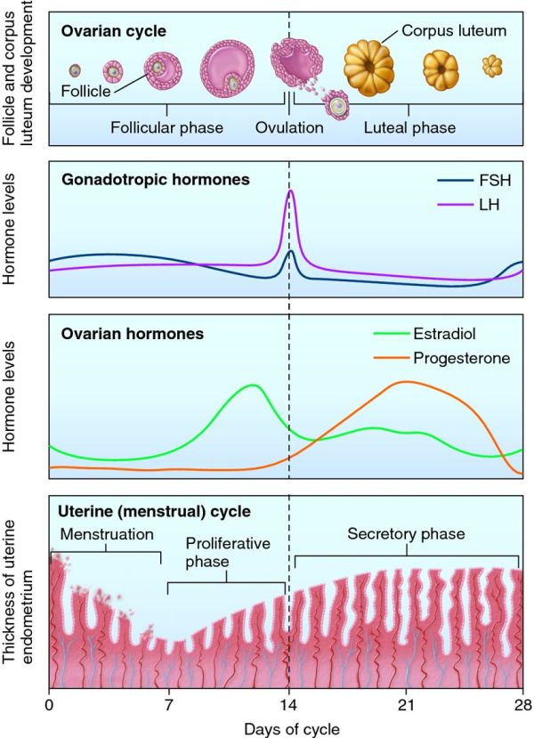 The ovarian cycle is divided into the follicular and luteal phases, while the uterine cycle is divided into menstruation and the proliferative and secretory phases.